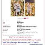 Suchmeldung-Daisy-Bild