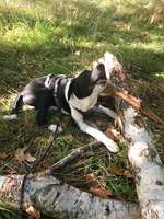 Hundeauslaufgebiet-Hufewiesen-Bild