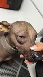 Augenentzündung-Beitrag-Bild