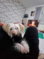 Hund 12 Jahre alt wird dünner trotz Appetit-Beitrag-Bild