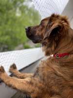 Nino möchte nicht allein bleiben-Beitrag-Bild