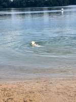Hundeauslaufgebiet-Grötzinger Bagersee - Hundestrand-Bild
