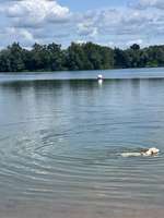 Hundeauslaufgebiet-Grötzinger Bagersee - Hundestrand-Bild
