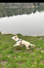 Hundeauslaufgebiet-Waldsee-Bild