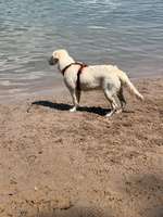 Hundeauslaufgebiet-Grötzinger Bagersee - Hundestrand-Bild