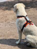 Hundeauslaufgebiet-Grötzinger Bagersee - Hundestrand-Bild