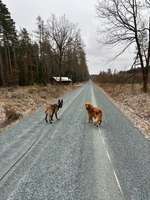 Hundeauslaufgebiet-Werdauer Wald-Bild