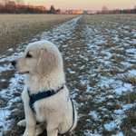 Hundeauslaufgebiet-Flutrinne-Bild