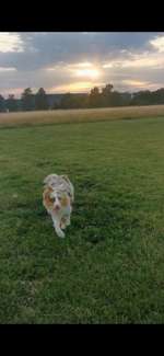 Hundeauslaufgebiet-Wolfenbüttel Exer-Bild