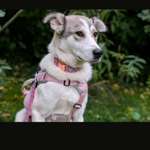 Suchmeldung-Fay-Bild