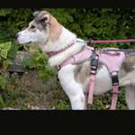 Suchmeldung-Fay-Bild