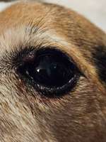 Warze? Am Auge-Beitrag-Bild