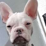 Ersteller:in Mesut Profilbild