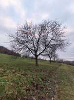 Hundeauslaufgebiet-Ursularberg/Arbachtal-Bild