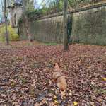 Hundeauslaufgebiet-Städtische Hundefreilauffläche Landau-Bild