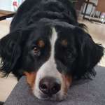 Ersteller:in Tamara Profilbild