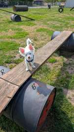 Hundeauslaufgebiet-Am Burgwall-Bild