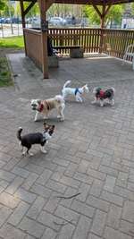 Hundeauslaufgebiet-Am Burgwall-Bild