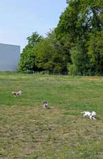 Hundeauslaufgebiet-Am Burgwall-Bild