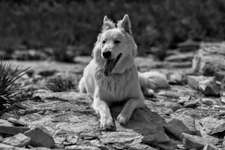 3. Farben/Fotochallenge: Schwarz/Weiß-Beitrag-Bild