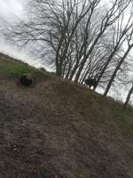 Hundeauslaufgebiet-Ankum-Bild