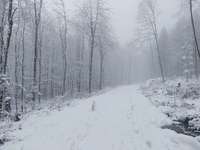 Hundeauslaufgebiet-Am Chaussehaus-Bild