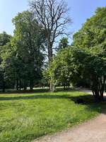 Hundeauslaufgebiet-Kronepark-Bild