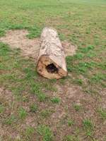 Hundeauslaufgebiet-Hundefreilauffläche Salzbergen-Bild