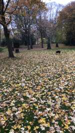 Hundeauslaufgebiet-Alter Friedhof-Bild