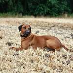 Ersteller:in Ingrid Profilbild