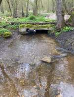 Hundeauslaufgebiet-Russenwiesse-Bild