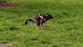 Hundeauslaufgebiet-Efferenweg Süd-Bild