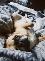 Milztumor Entfernung: Ergebnis bösartiger Hämangiosarkom-Beitrag-Bild