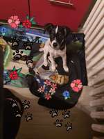 Ohne leine laufen lassen-Beitrag-Bild