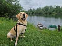 Hundebegegnung,Wer Zeit und Lust hat, darf gerne seine Gedanken und Erfahrungen dazu teilen.-Beitrag-Bild