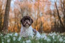 Mein Hund bellt andere Hunde an-Beitrag-Bild