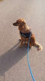 Süße Hunde-Beitrag-Bild