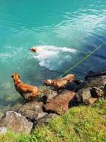 Hundeauslaufgebiet-Hundestrand Achensee-Bild