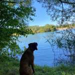 Hundestrand-Mallertshofer See-Bild