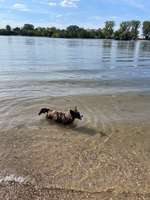 Hundeauslaufgebiet-Muschelstrand-Bild