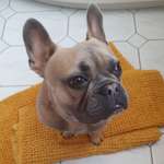 Ersteller:in Phine Profilbild