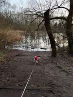 Hundeauslaufgebiet-Kleines Wäldchen-Bild