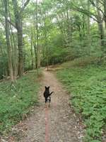 Hundeauslaufgebiet-Volkspark-Bild