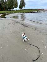 Hundeauslaufgebiet-Ueckermünde-Bild