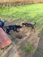 Hundeauslaufgebiet-Hundewiese Oer-erkenschwick-Bild