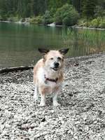 Hundeauslaufgebiet-Weissensee Wald seits-Bild
