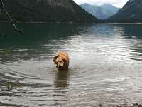 Hundeauslaufgebiet-Weissensee Wald seits-Bild