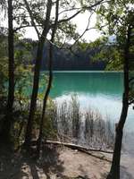 Hundeauslaufgebiet-Weissensee Wald seits-Bild
