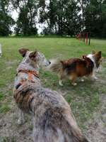 Hundeauslaufgebiet-Osteeler Hundewiese-Bild