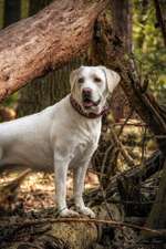 Hundeauslaufgebiet-Dölauer Heide-Bild